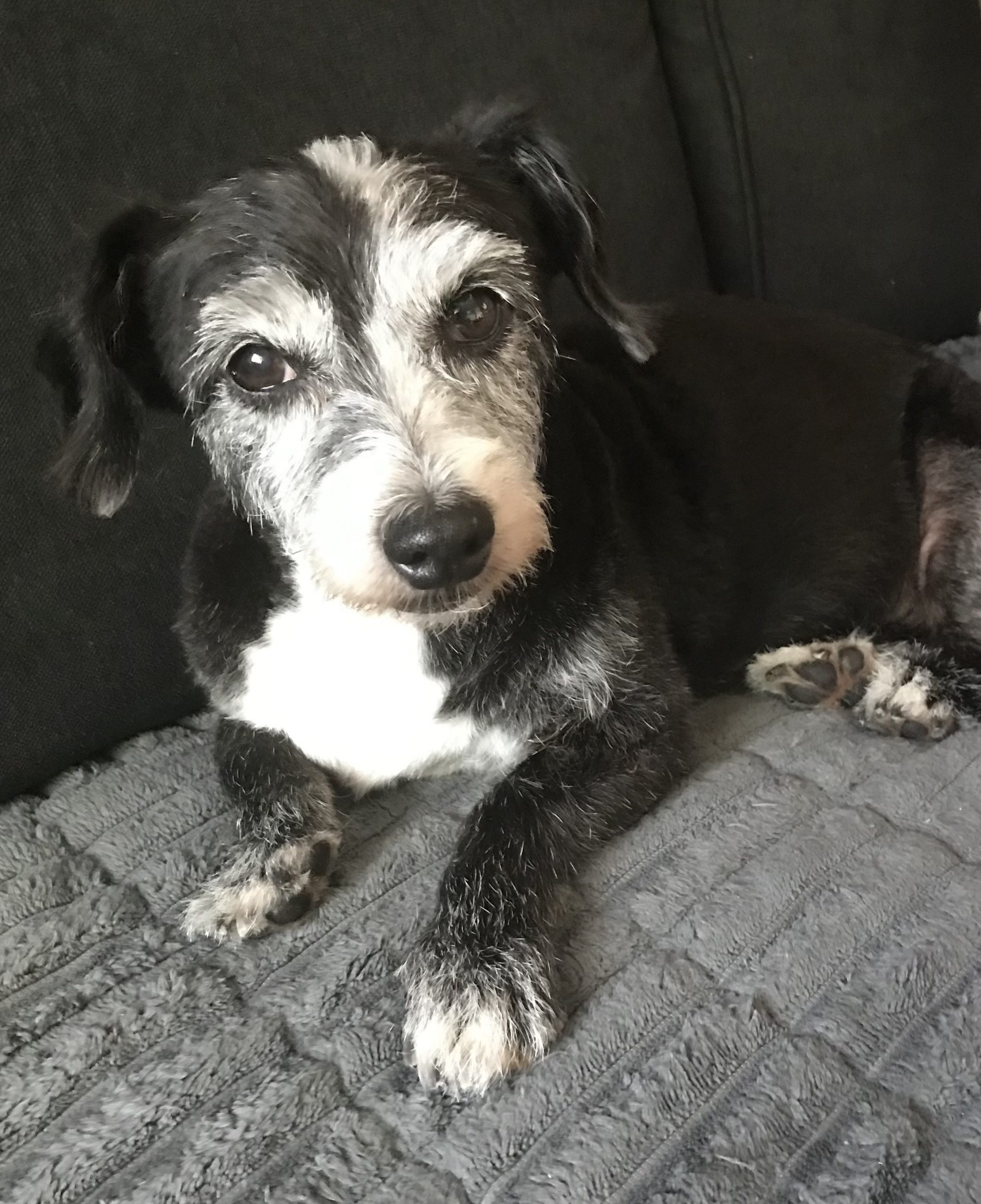 Our gorgeous dog Poppy